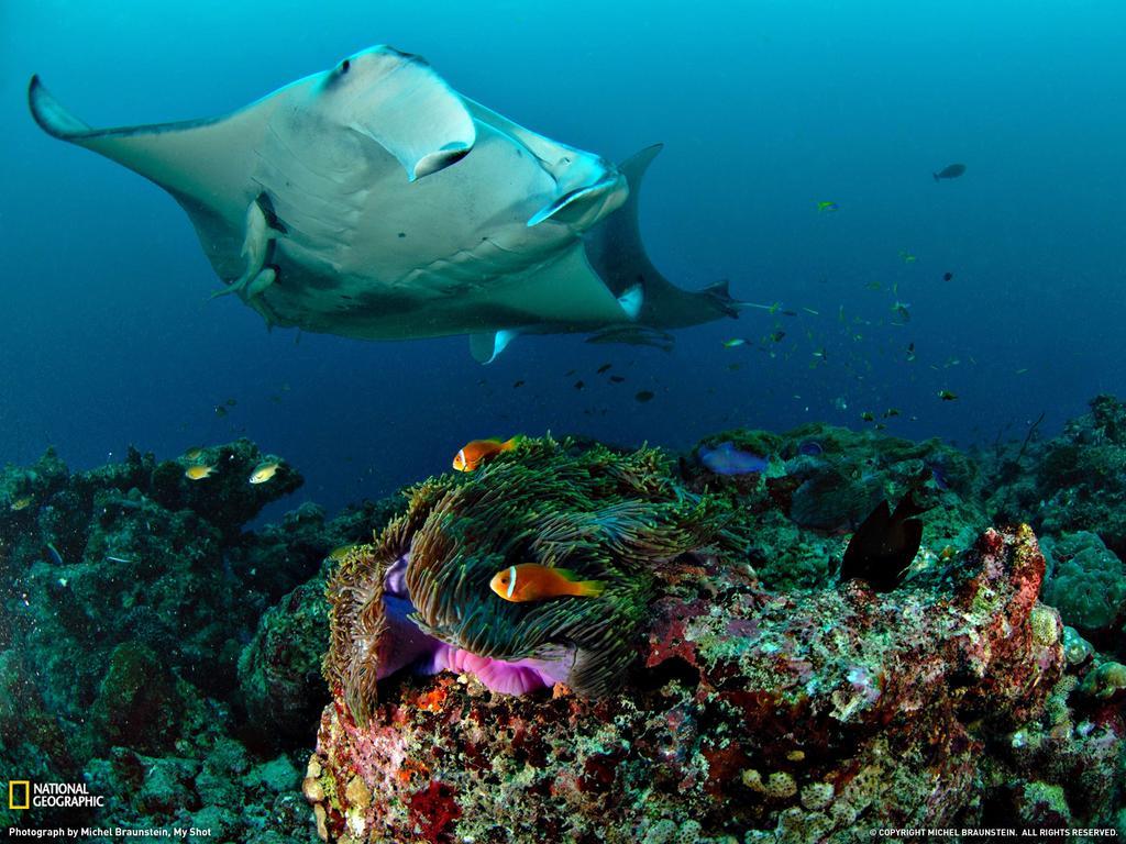 Equa Reef Maldives Hotel Addu City Exterior foto